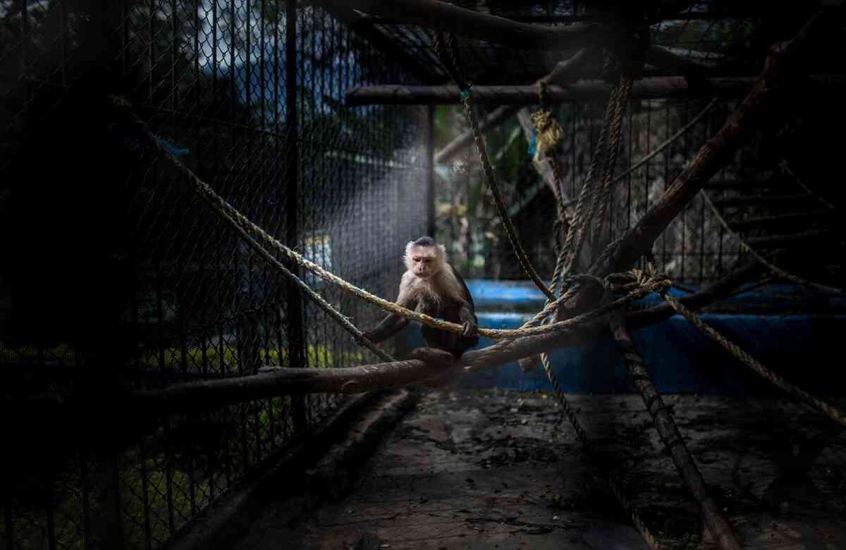 Un Mono capuchino cabeza blanca (Cebus Capucinus) rescatado de tráfico ilegal, vive en la Fundación Santa Cruz en San Antonio, Cundinamarca, Colombia, el 2 de agosto de, 2019. Foto: Juancho Torres