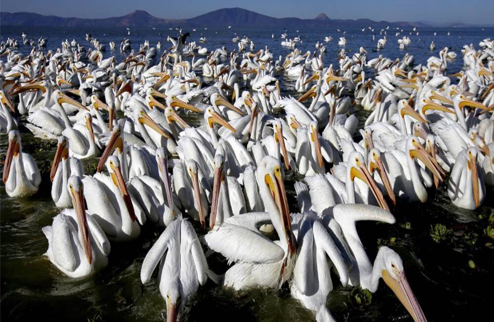 Los pelícanos blancos, de manchas negras y pico anaranjado -una de las aves más grandes de Canadá y Estados Unidos- se reúnen en la costa de la laguna de Chapala en Cojumatlán, México, el 28 de enero de 2020. Estas aves viajan miles de kilómetros migrando desde las bajas temperaturas del norte de América. Foto: Ulises Ruiz/ AFP.