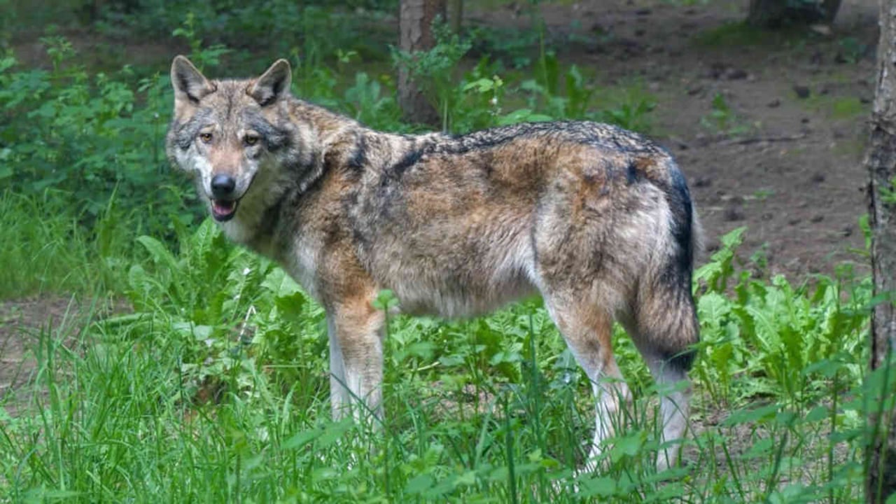 Lobo gris había sido declarado extinto en las primeras décadas de este siglo. Foto: Pixabay.