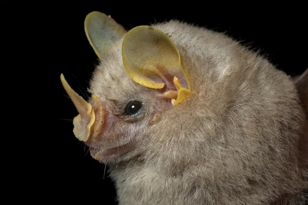 Expedición por el río Tillavá