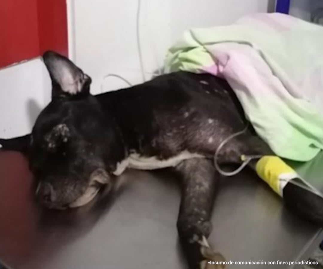 Perro nombrado 'Negro'.