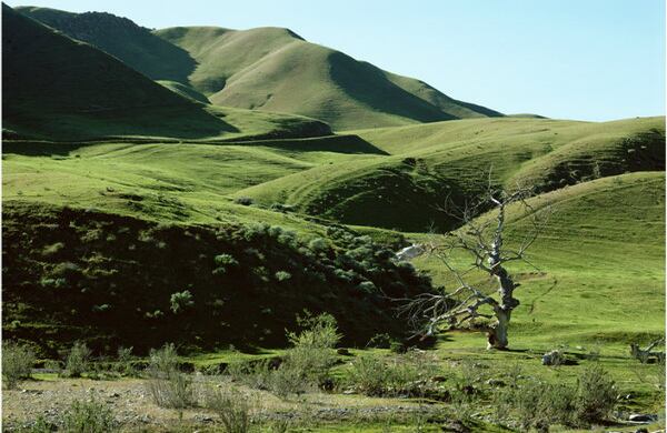 Con esta serie de fotografías de los árboles utilizados en los linchamientos, Gonzales-Day quiso rehacer el camino que siguieron los grupos de autoproclamados justicieros que acabaron con la vida de cientos de mexicanos, que en muchos casos murieron por sus orígenes.