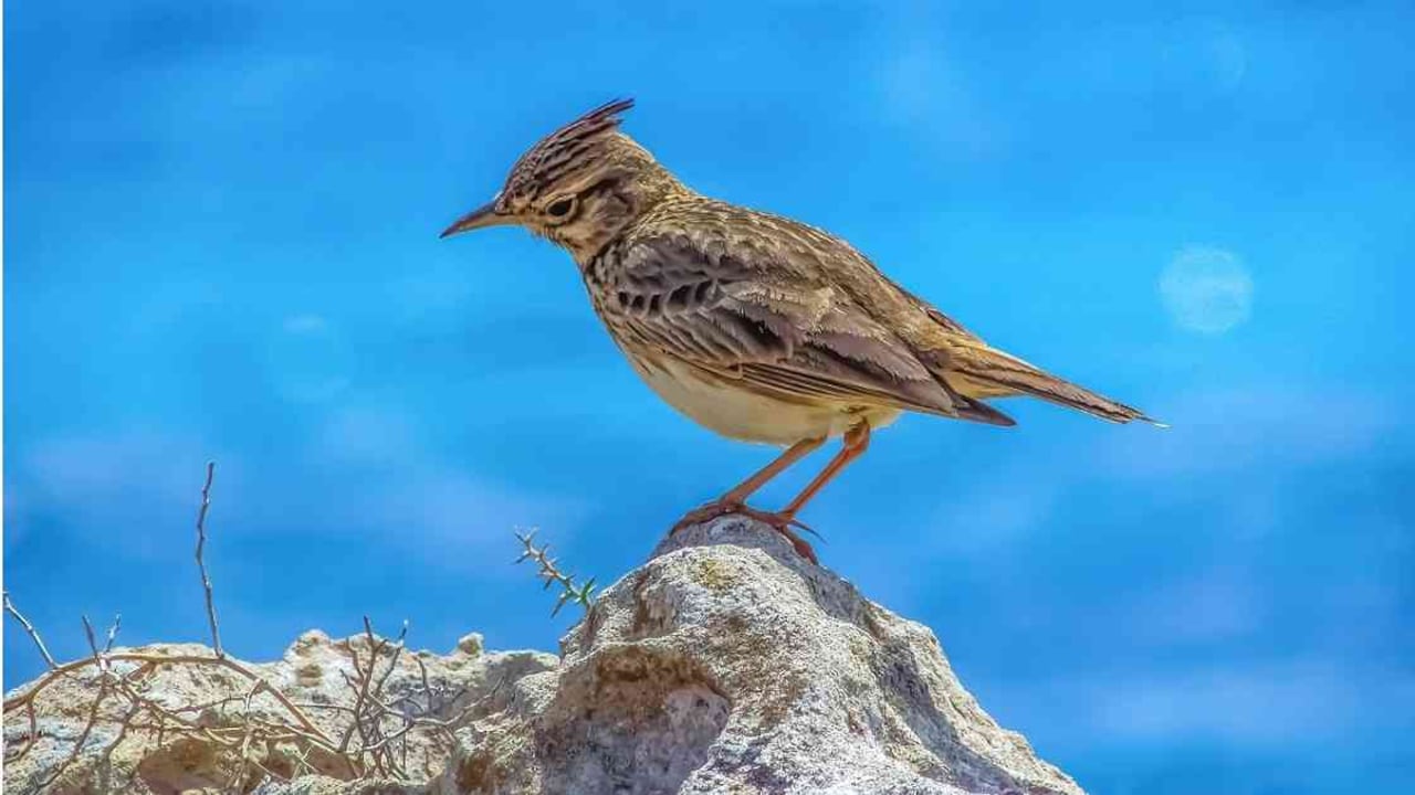 La alondra es una de las especies que más se ha reducido en los últimos años. Foto: Pixabay