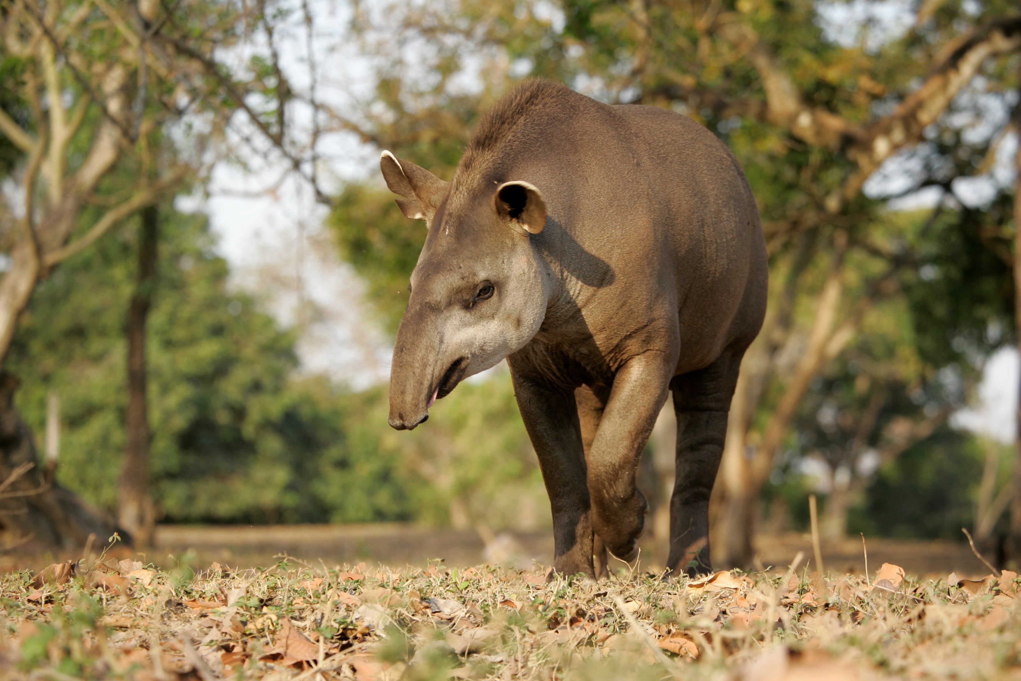 El tapir amazónico es una especie de mamífero nativo de América del Sur.