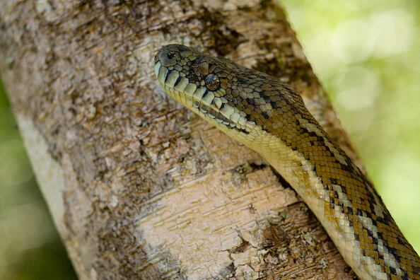 Morelia spilota, conocida comúnmente como pitón de alfombra o pitón diamantina.