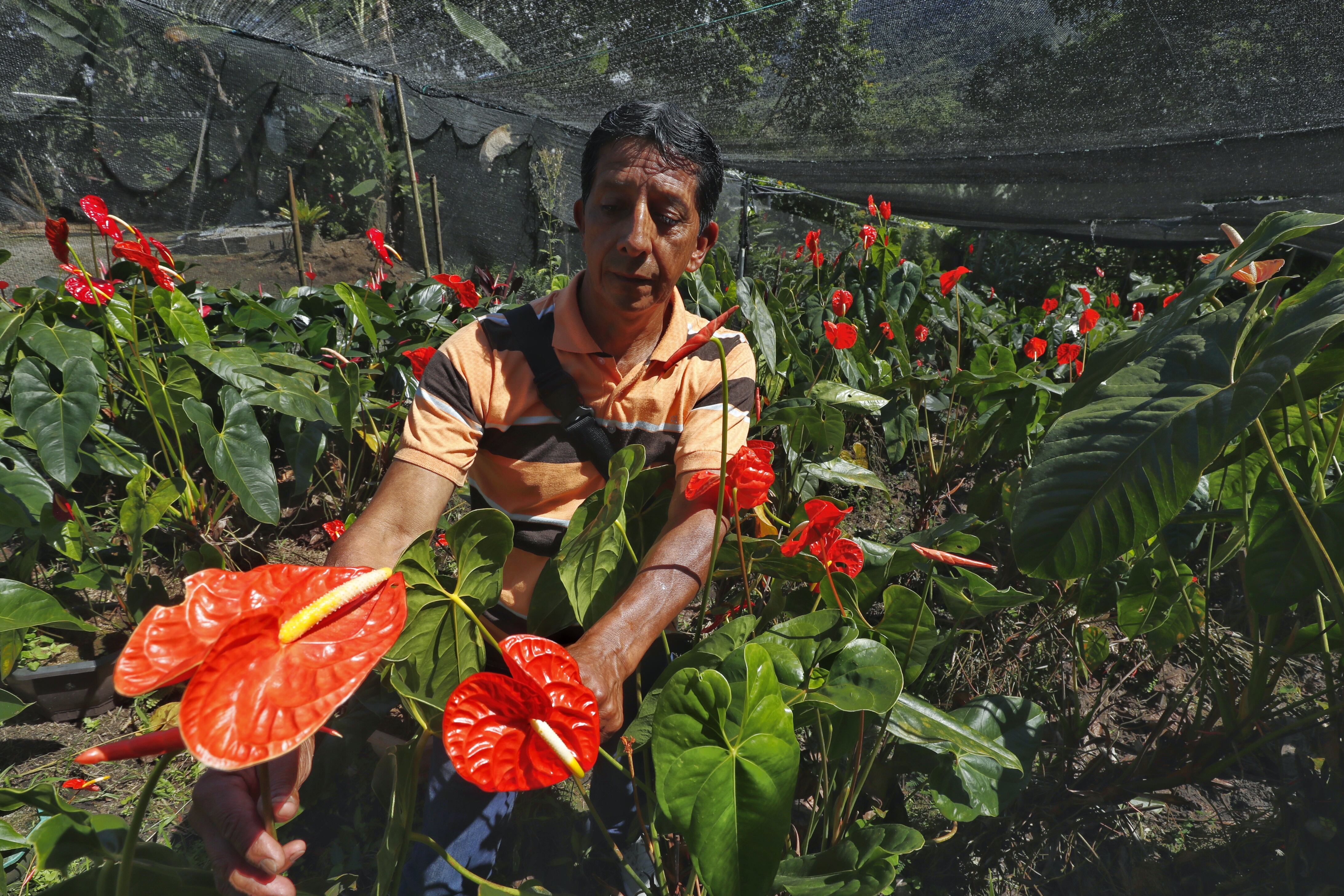 Desde hace más de 15 años, Marco Aurelio convirtió los alrededores de su casa en un colorido jardín.