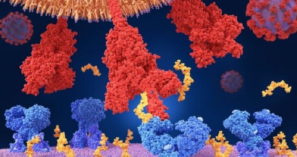 El coronavirus utiliza proteínas especiales para entrar a nuestro cuerpo.
