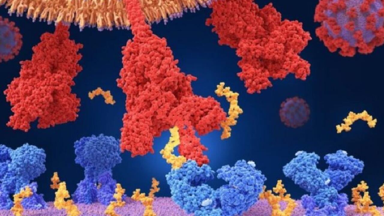 El coronavirus utiliza proteínas especiales para entrar a nuestro cuerpo.