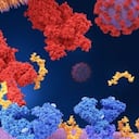 El coronavirus utiliza proteínas especiales para entrar a nuestro cuerpo.