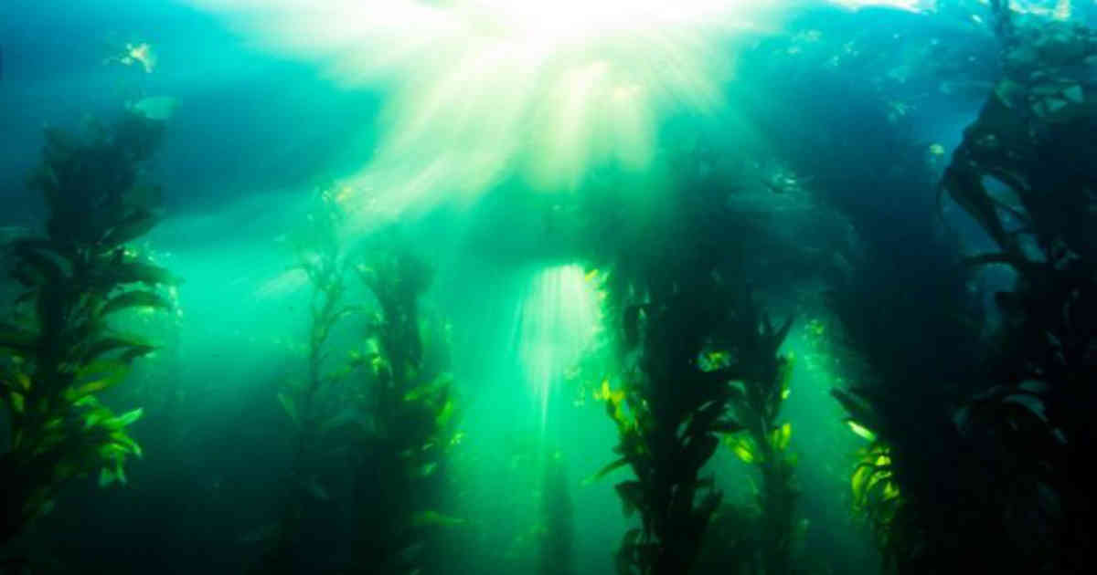 El quelpo vive en el Ártico, pero también en regiones como Australia y las costas de California. Foto: Getty