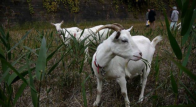 Además, dado el caso las personas que soliciten los permisos tendrán que permitir que autoridades sanitarias realicen inspecciones en los lugares destinados para tal fin.  