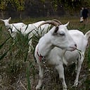 Cabras cortan el césped en Japón
