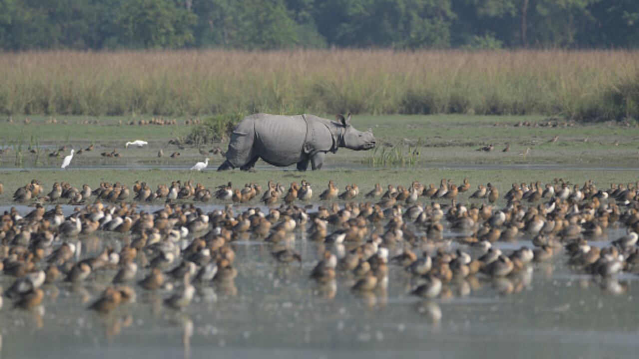 Los científicos advierten la necesidad de reflexionar frente a la relación con el planeta, con el fin de evitar una extinción masiva de animales.