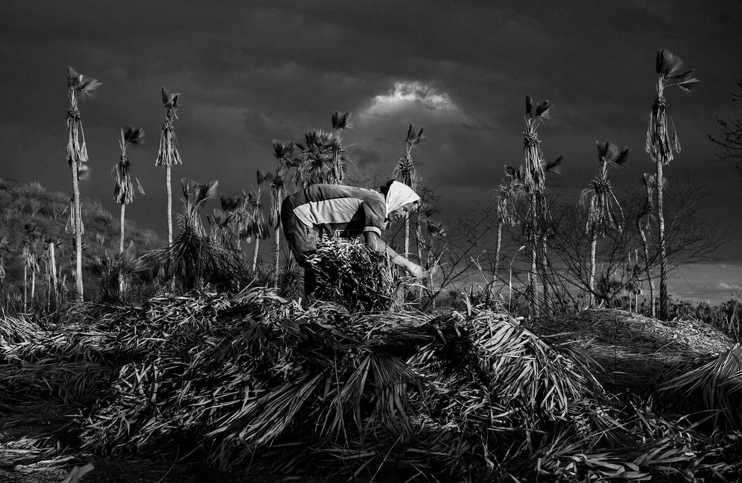 Bravos / Jean Souza Lopes (Brasil)