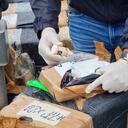 Semisumergibles han sido descubiertos por la Armada Nacional en el Pacífico colombiano. Transportan droga hacia América Central.