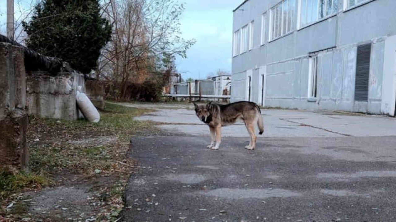 se calcula que en los 2.600 kilómetros cuadrados en los que no pueden vivir humanos hay unos 300 perros..