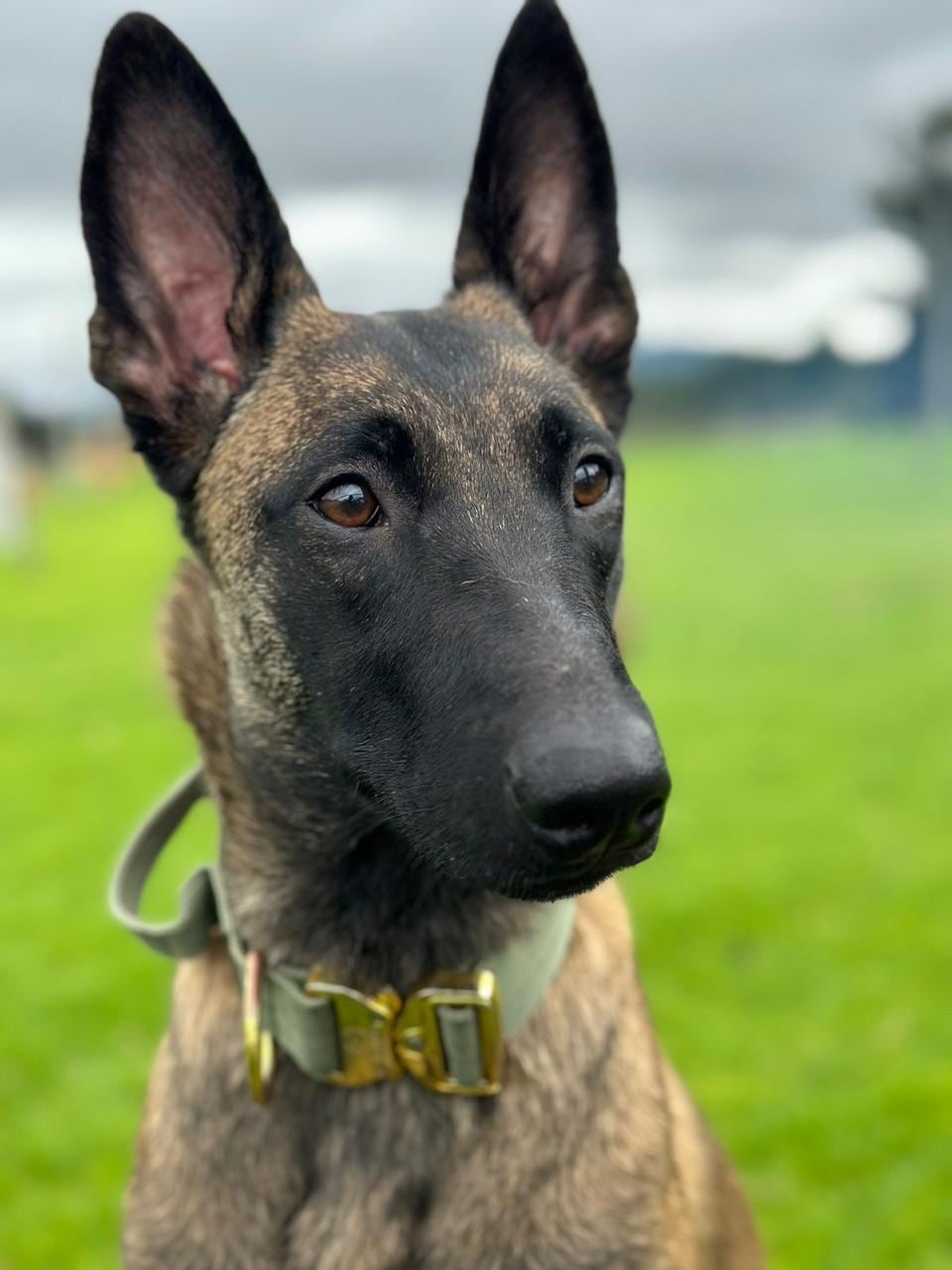Shelby se perdió en el occidente de Bogotá, por la salida de la calle 80.