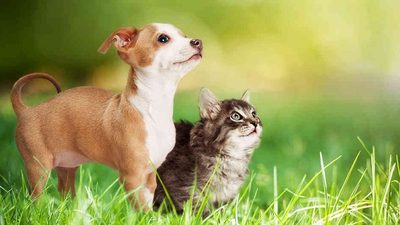 Mascotas. Foto: Istock