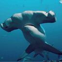 La pesca de tiburones pone en riesgo a algunas especies tanto del Caribe, como del Pacífico. Foto: MarViva