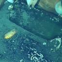 Más elementos encontrados en el Galeón San José