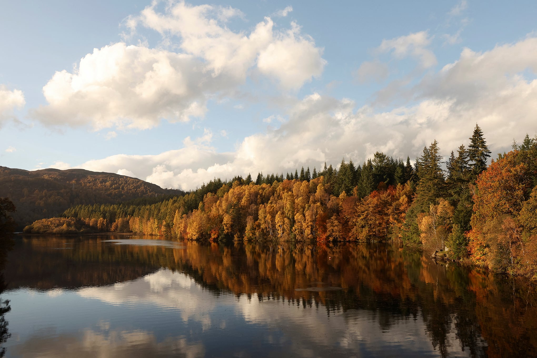 hojas doradas y de color óxido