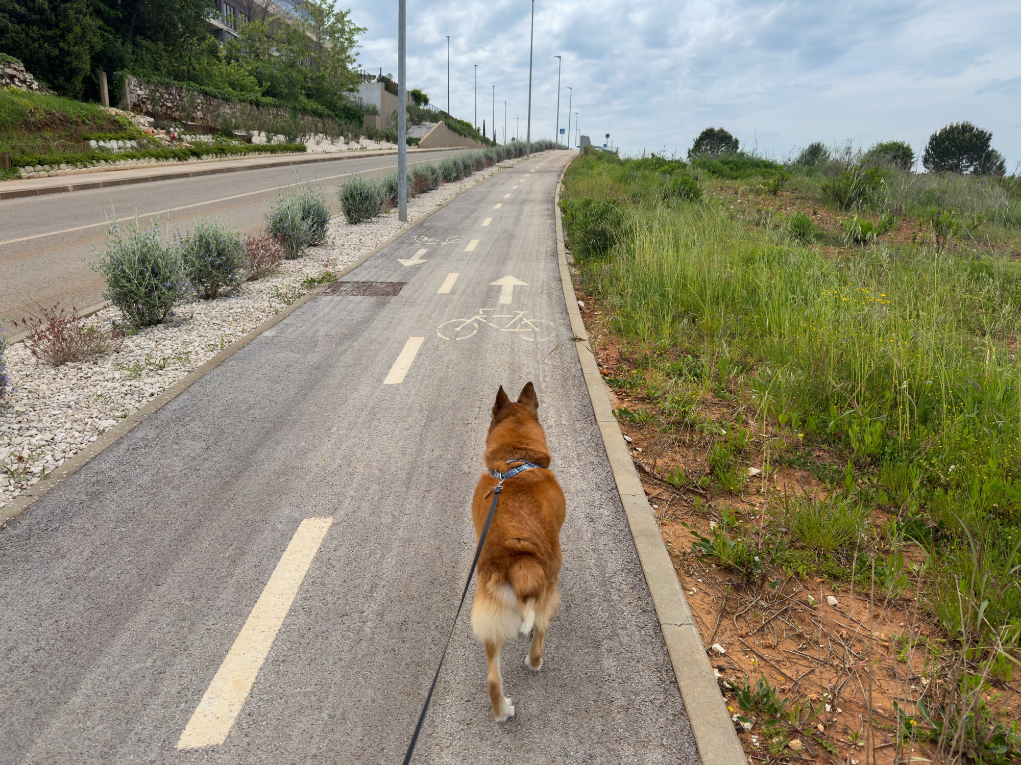 Pit Stop, la novedad para los perros en la Ciclovía.