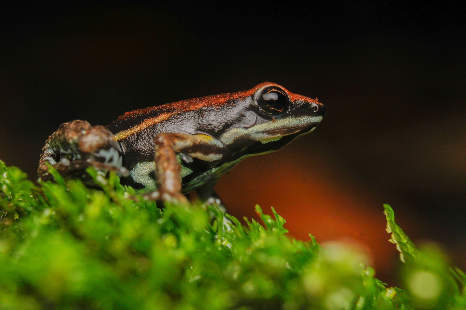 En las experiencias turísticas de Eco Caminantes es común encontrar avistamiento de anfibios.