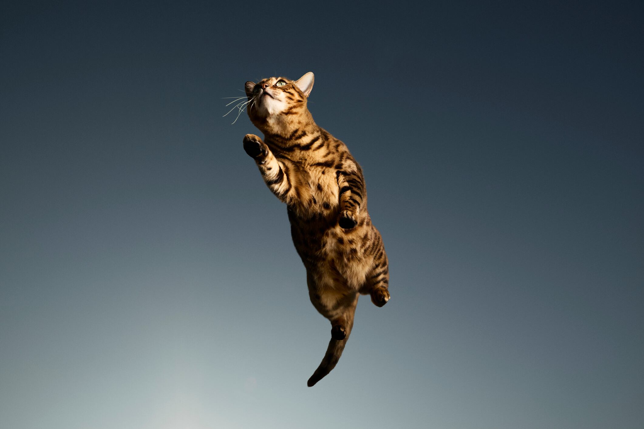 Gato cayendo de pie