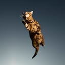 Gato cayendo de pie