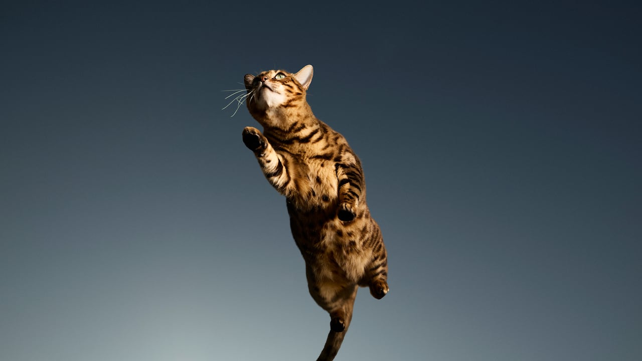 Los gatos normalmente caen de pie y no es un mito.