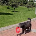 El Parque Tunal es uno de los lugares adaptados para que su mascota pueda disfrutar tranquilamente.