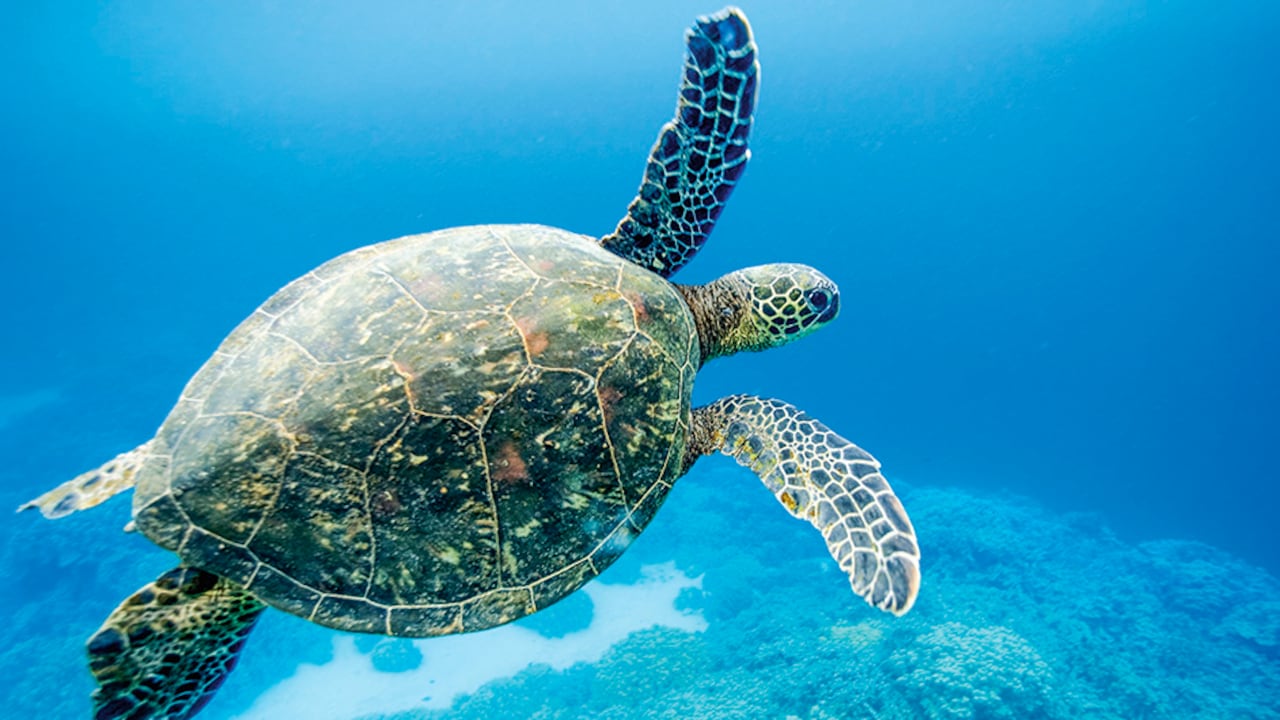 La tortuga de Rapa Nui es símbolo sagrado de paciencia.