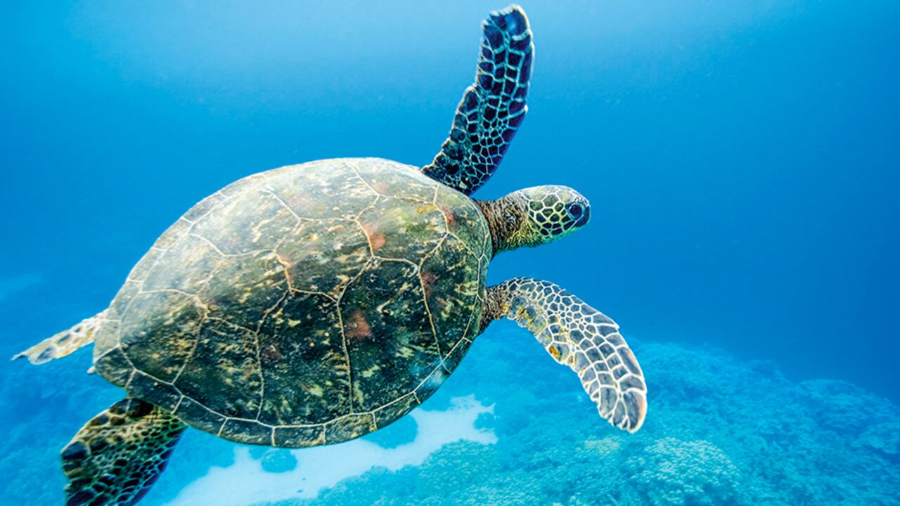 La isla de Pascua, un tesoro vivo, vuelve a ser visitada por turistas