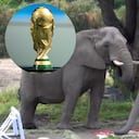 Las elefantas Kenya y Ashanti participaron en una curiosa dinámica en el Zoológico de Guadalajara, donde eligieron a sus favoritos para algunos partidos de la Copa Mundial de la FIFA 2026.
