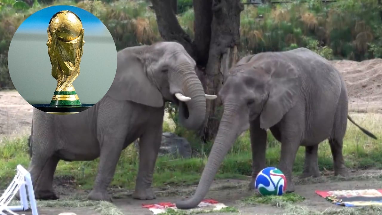Las elefantas Kenya y Ashanti participaron en una curiosa dinámica en el Zoológico de Guadalajara, donde eligieron a sus favoritos para algunos partidos de la Copa Mundial de la FIFA 2026.