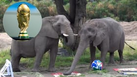 Las elefantas Kenya y Ashanti participaron en una curiosa dinámica en el Zoológico de Guadalajara, donde eligieron a sus favoritos para algunos partidos de la Copa Mundial de la FIFA 2026.