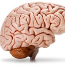 Un perfil del cerebro humano. Trazado de recorte incluido.