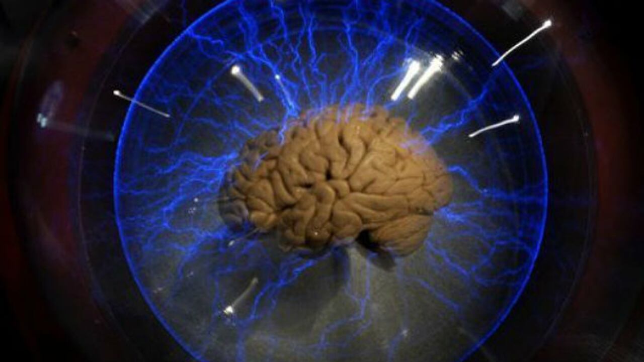 Un cerebro humano en Sao Paulo, Brasil, el 21 de agosto de 2009.