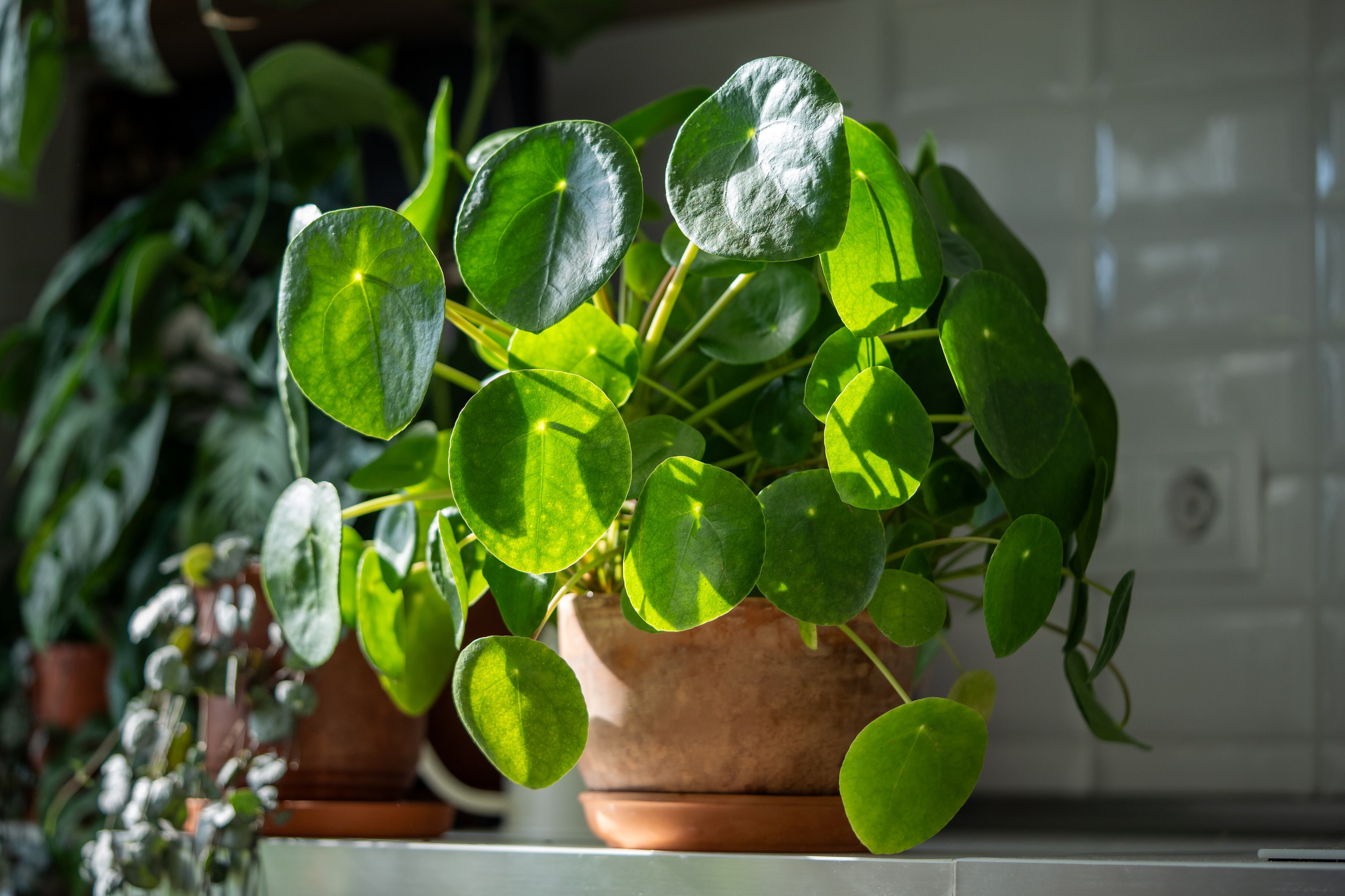 Pilea Peperomioides