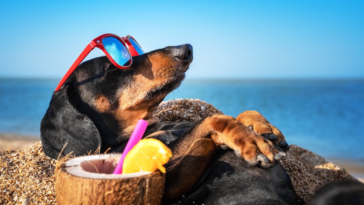 Un perro disfrutando de un día de sol.