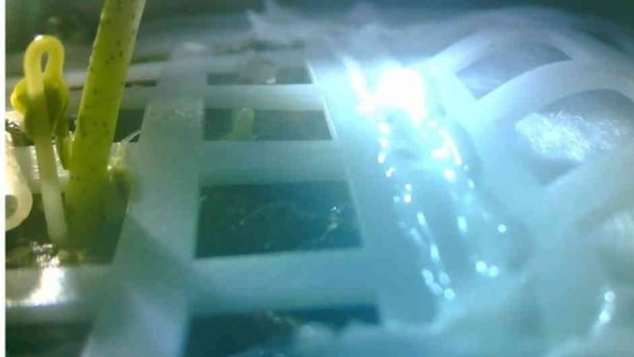 Esta es la primera vez que se cultivan plantas en la luna. Foto: AFP.