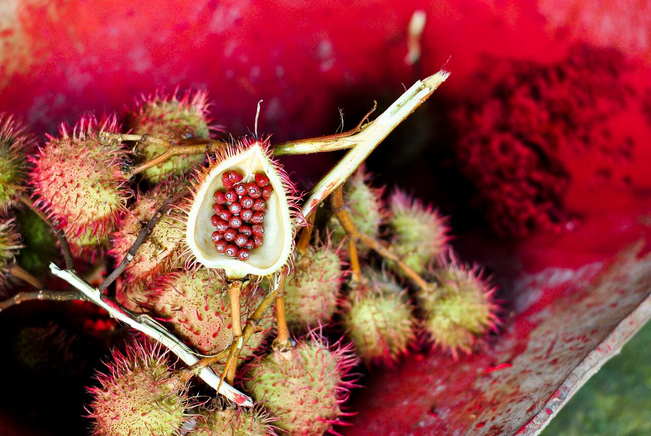La acción diurética del achiote es una de sus propiedades más reconocidas. Getty Images.