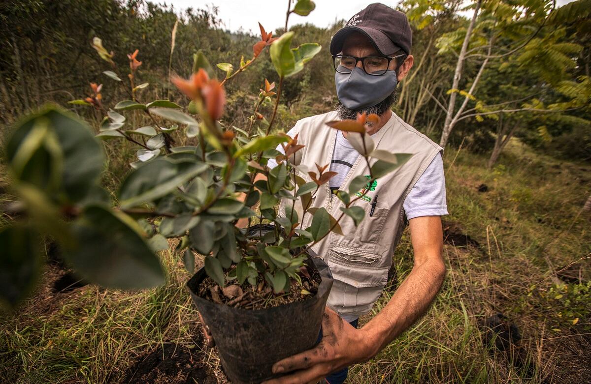 Siembra de árboles de Fundación Coca-Cola por CAEM, en la reserva La Poma, al sur de Bogotá.
