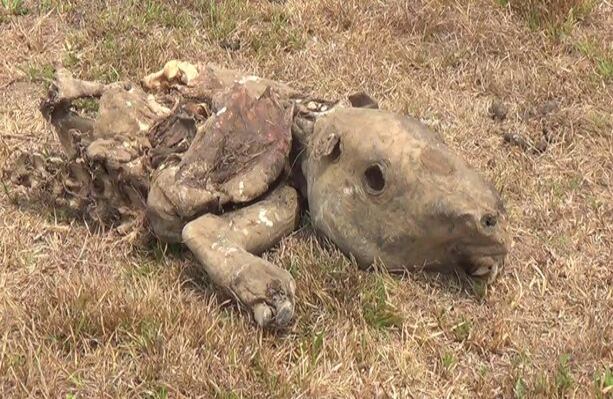 Aunque se ha hablado de 20.000 animales muertos, la Gobernación ha dicho que perecieron 15.000 chigüiros y 15.000 reces (Wilson Durán / laschivasdelllano.com).