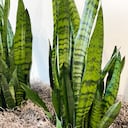 La lengua de suegra es una planta que se relaciona con la buena suerte.