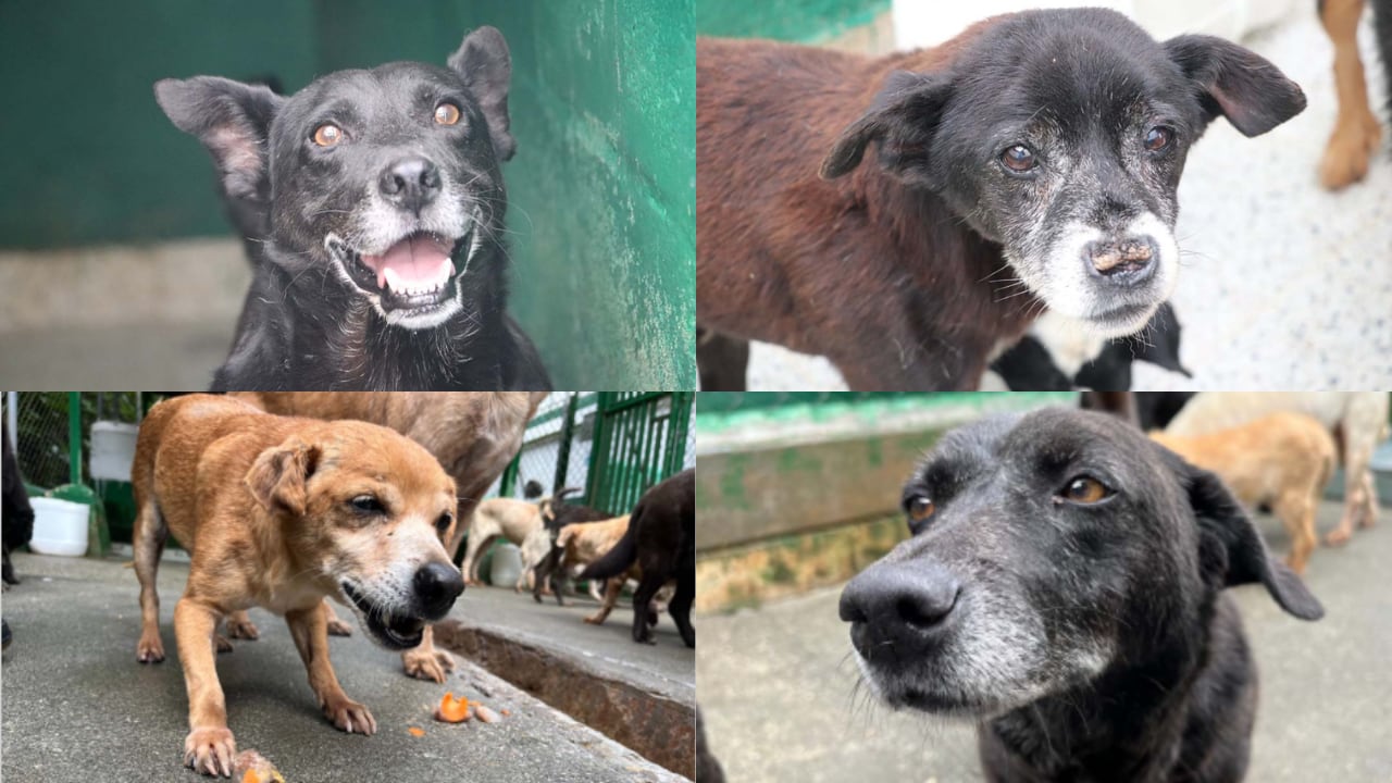 Medellín lanzó una estrategia para visibilizar a los animales mayores que suelen quedar relegados en los procesos de adopción.