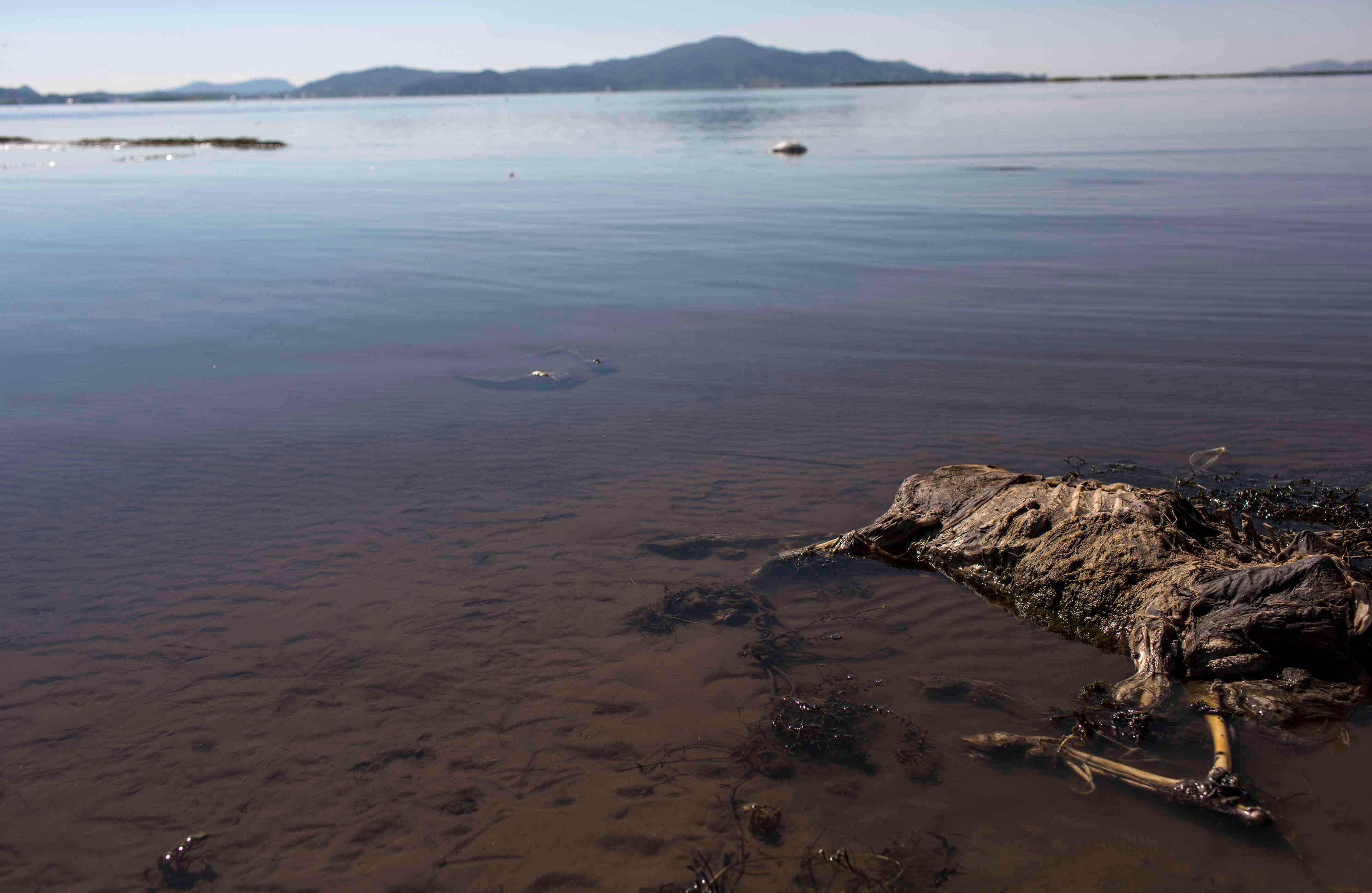 En esta foto del 3 de febrero de 2017, una carcasa de oveja se encuentra en la orilla del lago Titicaca, Perú. Según activistas ambientales, el ganado y los cultivos de los aldeanos están muriendo debido a la contaminación. (AP Photo / Rodrigo Abd)