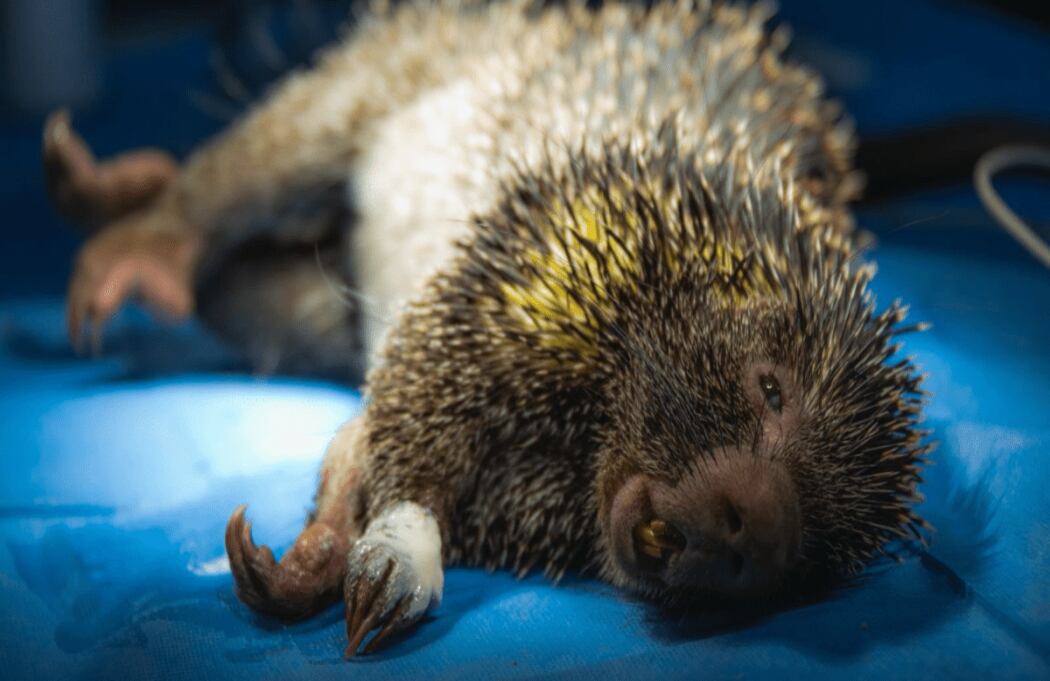 Las regionales Gualivá, Rionegro, Sabana Centro y Tequendama concentran el mayor número de casos.