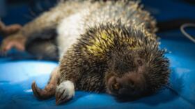 Las regionales Gualivá, Rionegro, Sabana Centro y Tequendama concentran el mayor número de casos.