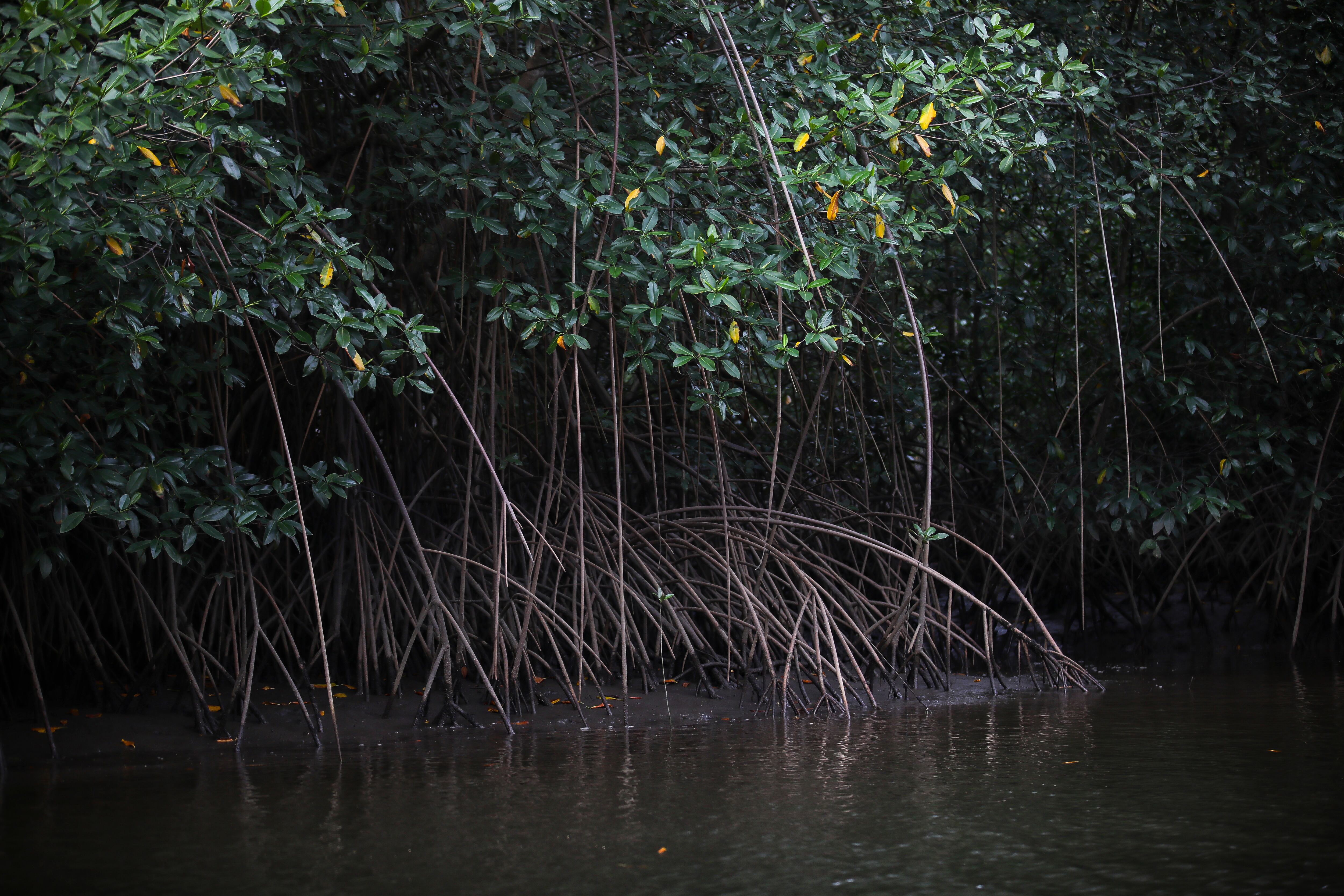 Manglares Tumaco - Visita Jardín Botánico de Nueva York